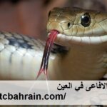 شركة مكافحة الافاعى في العين