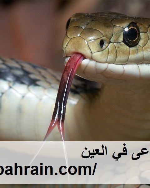 شركة مكافحة الافاعى في العين شركة مكافحة الافاعى في العين