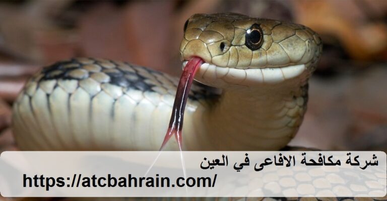 شركة مكافحة الافاعى في العين