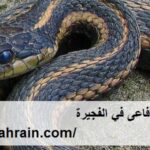 شركة مكافحة الافاعى في الفجيرة