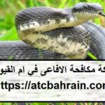 شركة مكافحة الافاعى في ام القيوين