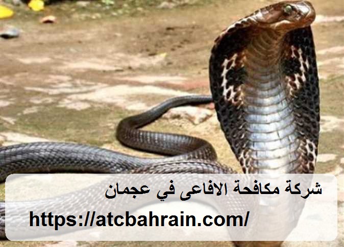شركة مكافحة الافاعى في عجمان
