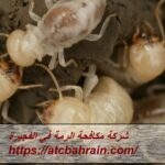 شركة مكافحة الرمة في الفجيرة