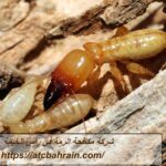 شركة مكافحة الرمة في راس الخيمة