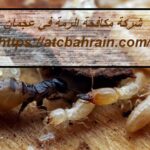 شركة مكافحة الرمة في عجمان