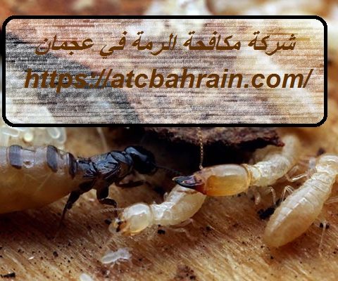 شركة مكافحة الرمة في عجمان شركة مكافحة الرمة في عجمان