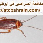 شركة مكافحة الصراصير في ابوظبي