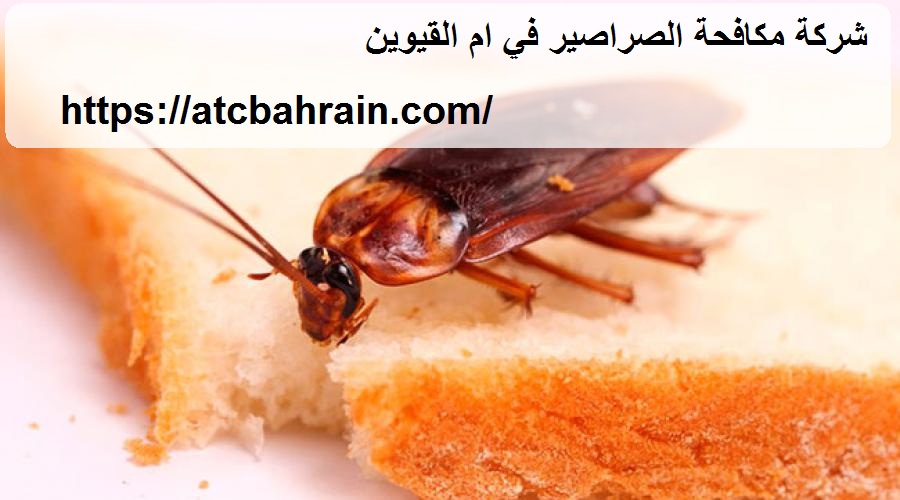 شركة مكافحة الصراصير في ام القيوين