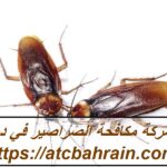 شركة مكافحة الصراصير في دبي