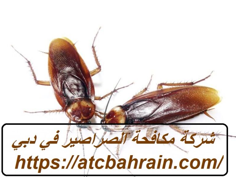 شركة مكافحة الصراصير في دبي