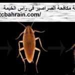 شركة مكافحة الصراصير في راس الخيمة