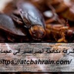 شركة مكافحة الصراصير في عجمان