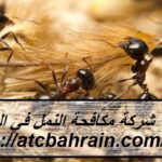شركة مكافحة النمل في الشارقة