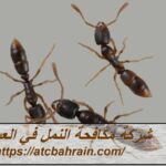 شركة مكافحة النمل في العين
