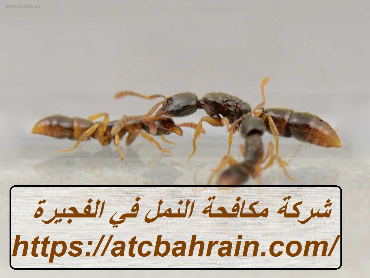 شركة مكافحة النمل في الفجيرة