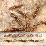 شركة مكافحة النمل في ام القيوين