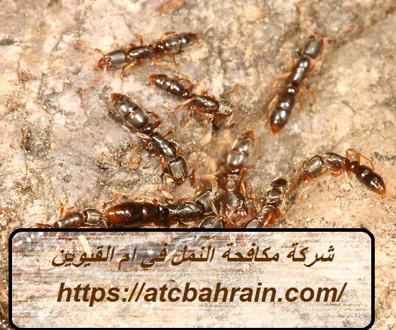 شركة مكافحة النمل في ام القيوين