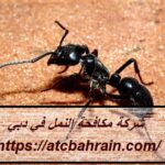 شركة مكافحة النمل في دبي
