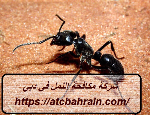 شركة مكافحة النمل في دبي