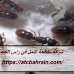 شركة مكافحة النمل في راس الخيمة