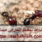 شركة مكافحة النمل في عجمان