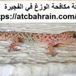 شركة مكافحة الوزغ في الفجيرة
