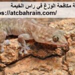 شركة مكافحة الوزغ في راس الخيمة