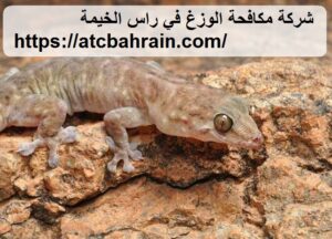 [صورة: شركة-مكافحة-الوزغ-في-راس-الخيمة-300x216.jpg]