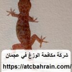 شركة مكافحة الوزغ في عجمان