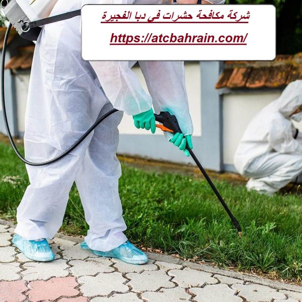 شركة مكافحة حشرات في دبا الفجيرة شركة مكافحة حشرات في دبا الفجيرة