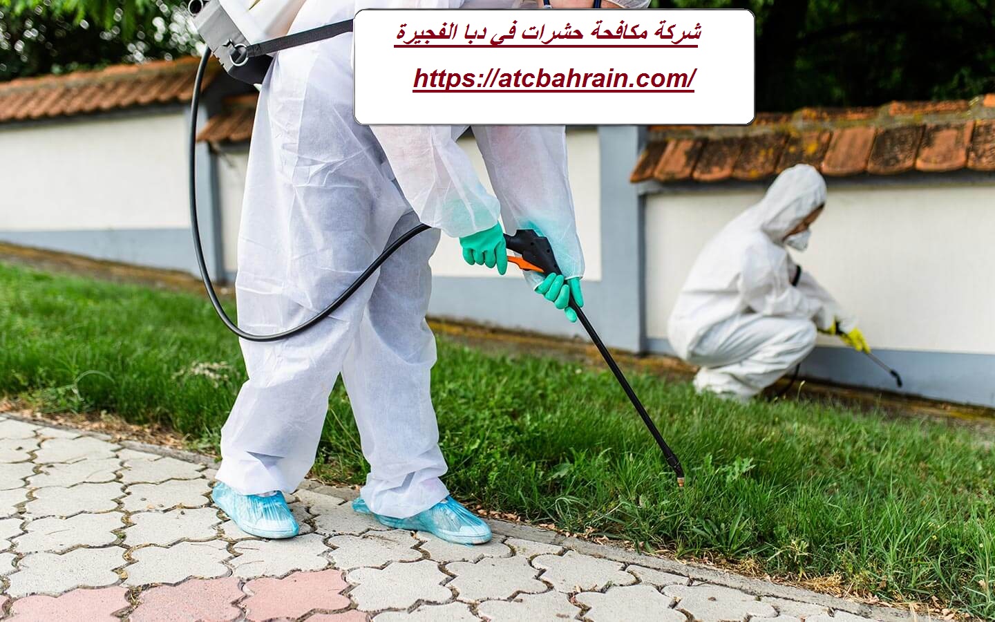 شركة مكافحة حشرات في دبا الفجيرة